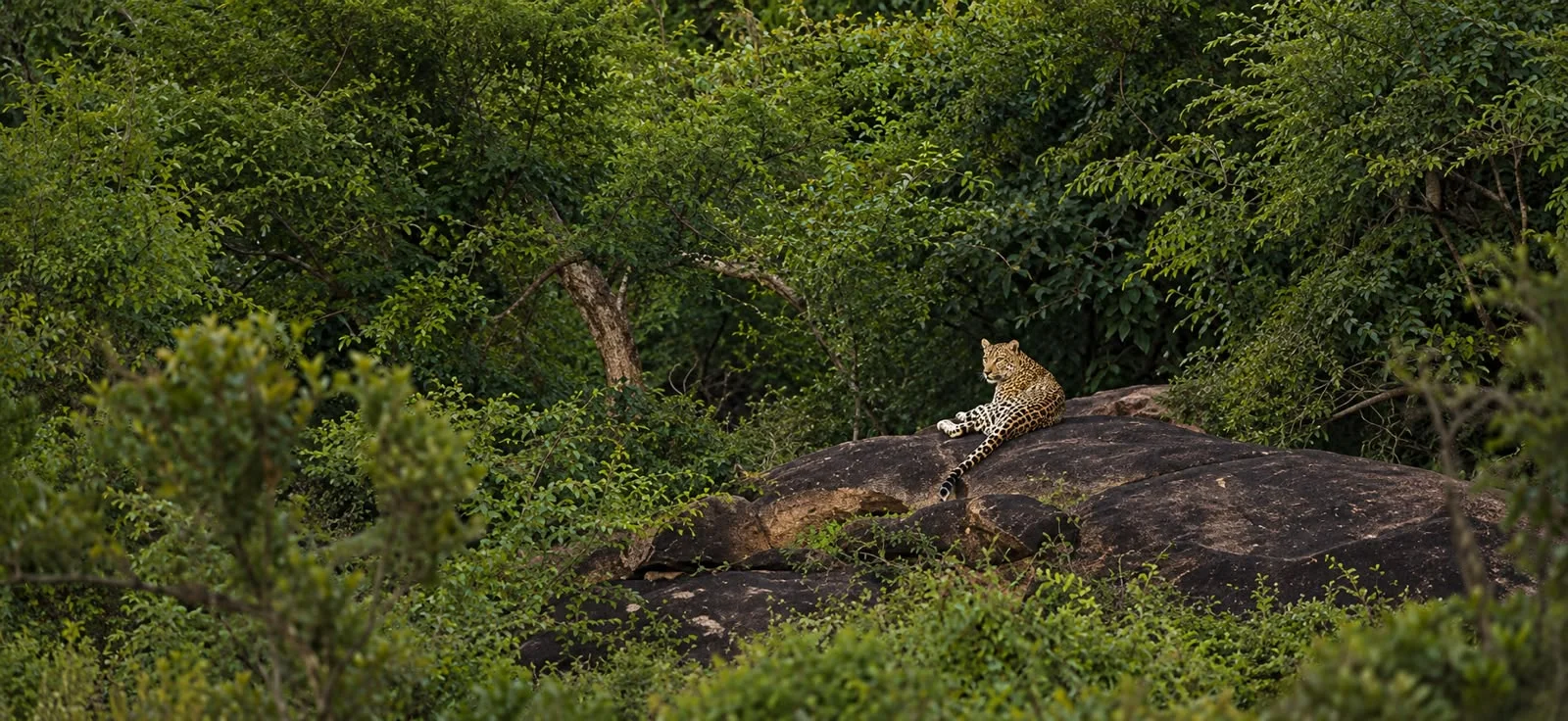Wild Bengal tigers affectionate together in Ranthambhore National Park