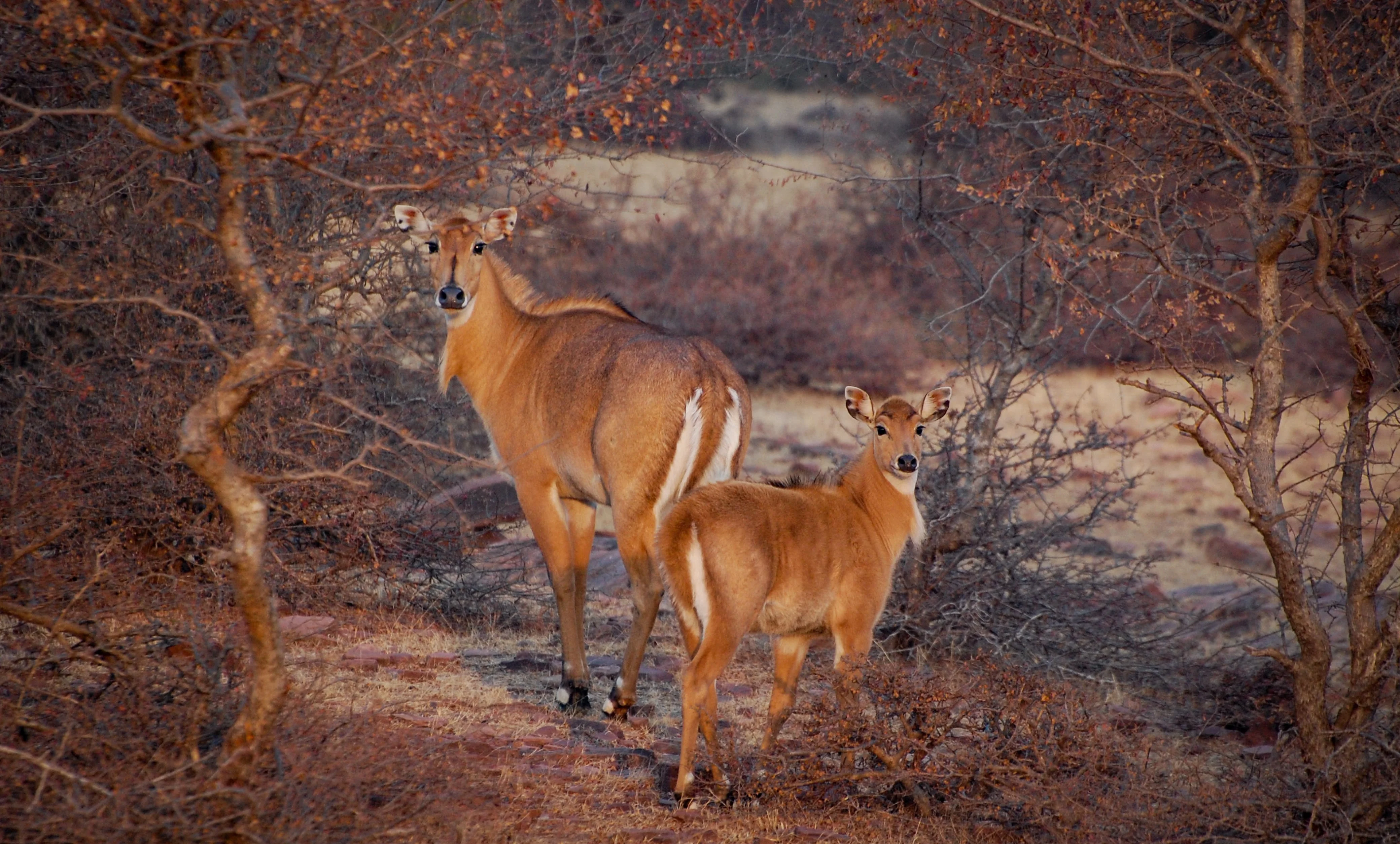 Wilderness of Ranthambhore